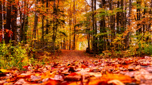 5 Ways to Reconnect with Nature in Autumn